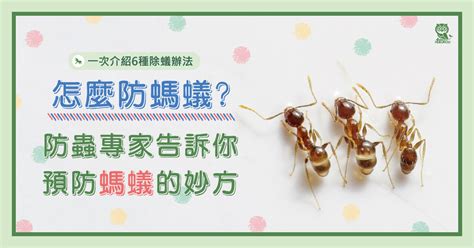 家中 螞蟻|怎麼防螞蟻？螞蟻大軍怕什麼？居家螞蟻防治專家告訴。